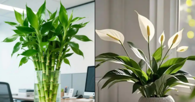 3 cặp cây phong thủy nên đặt cùng nhau để tạo nên thế ‘song hỷ’