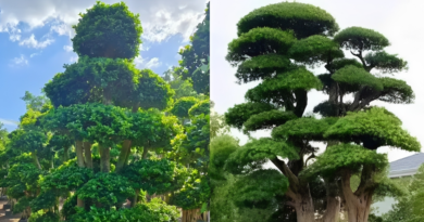 3 cặp cây phong thủy trồng trong nhà giúp hút tài lộc, giữ vượng khí