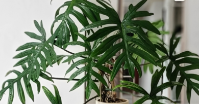 3 loại cây nên đặt trong phòng ngủ