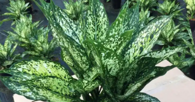 Dễ chăm, hút lộc, tăng vận may