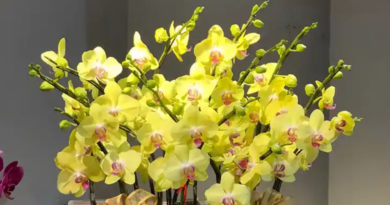 4 cây phong thủy hợp người mệnh Thổ, giúp vững vàng và thu hút tài lộc