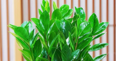 Vừa đẹp sang, vừa kích hoạt tài lộc