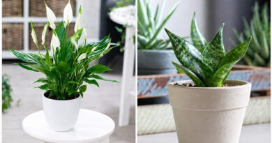 Cây nào tốt hơn khi trồng trong phòng ngủ?