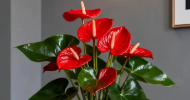 5 loại cây phong thủy giúp người tuổi Tý hút tài lộc, tăng may mắn