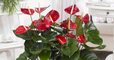 Đây là 5 lựa chọn đáng cân nhắc