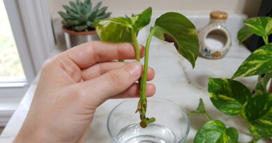 Cách nhân giống trầu bà chỉ với một cốc nước