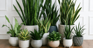 Những lỗi khi tưới cây lưỡi hổ khiến cây dễ bị thối rễ