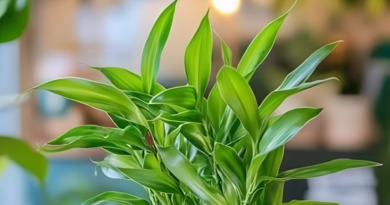 Vừa đẹp, vừa đón năng lượng tích cực