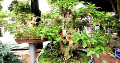 Cách trồng cây sung tại nhà xanh tốt, thu hút may mắn, tài lộc