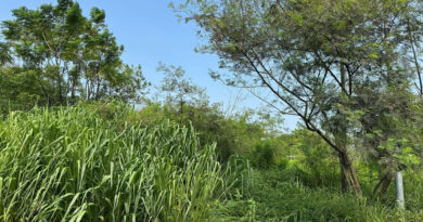 Đề xuất đánh thuế 0,2% đất bỏ hoang, không áp dụng hạn mức